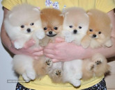 Špic nemecký trpaslíči Pomeranian